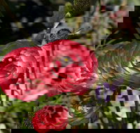 Garden Expo Benalla - Accommodation Cooktown