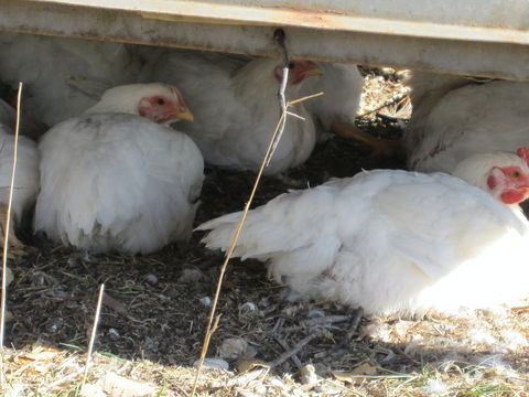 Keeping Healthy Backyard Chickens - Accommodation Cooktown 5