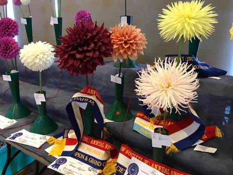 Kiama Show - Accommodation Cooktown 2