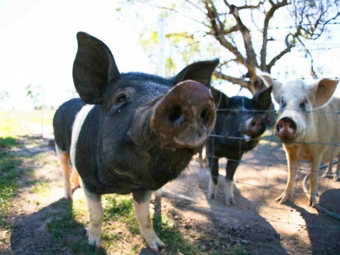 Mudgee Farm Walks - Accommodation Cooktown 0