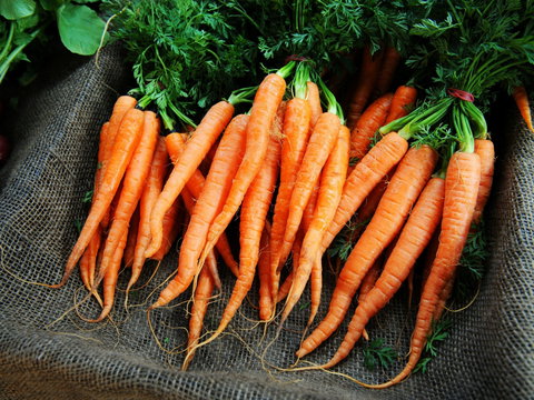 Mudgee Farm Walks - Accommodation Cooktown 2