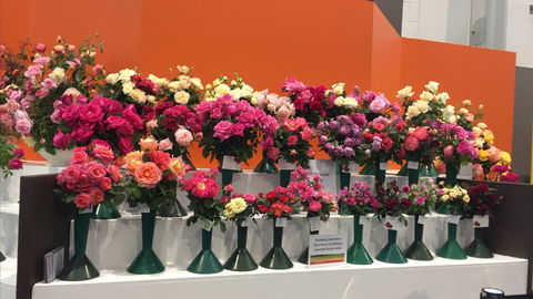 Roses By The Seaside: National Rose Championships And Conference - Accommodation Cooktown 1
