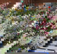 Sapphire Coast Orchid Club Spring Orchid Show - Accommodation Cooktown