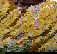 Sapphire Coast Orchid Club Winter Orchid Show - Accommodation Cooktown