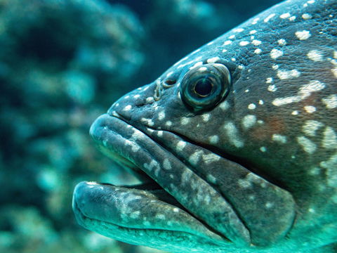 What Lurks Below - Accommodation Cooktown 0