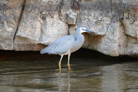 2020 Katherine Bird Festival - Accommodation Cooktown 1