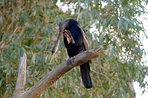 2020 Katherine Bird Festival - Accommodation Cooktown 2