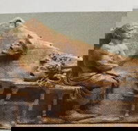 Cancelled  ADFAS Lecture - Giles Ramsay speaking about Aeschylus A Soldier in Society - Accommodation Cooktown