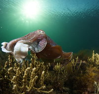 Cuttlefish Diving  Snorkeling EVERYDAY May -August - Accommodation Cooktown