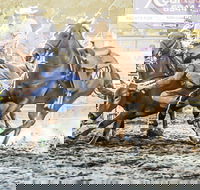 Gundagai Rodeo - Accommodation Cooktown