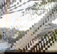 Sculptures in the Garden - Accommodation Cooktown