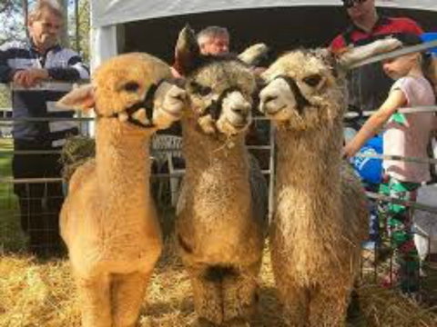 Tocal Field Days - Accommodation Cooktown 2