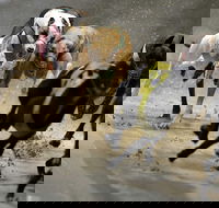 Twilight Greyhound Racing - Accommodation Cooktown