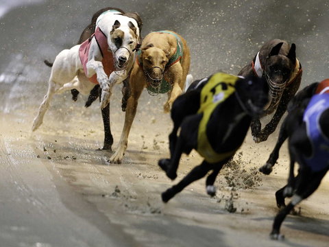 Twilight Greyhound Racing - Accommodation Cooktown 0