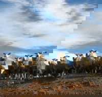 Annual Bredbo Sheep Dog Trials - Accommodation Cooktown