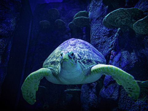 Sydney's Aquarium - Accommodation Cooktown 0