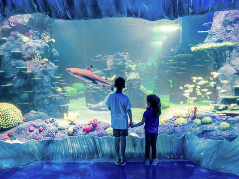Sydney's Aquarium - Accommodation Cooktown 1