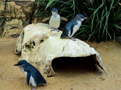 Sydney's Aquarium - Accommodation Cooktown 2