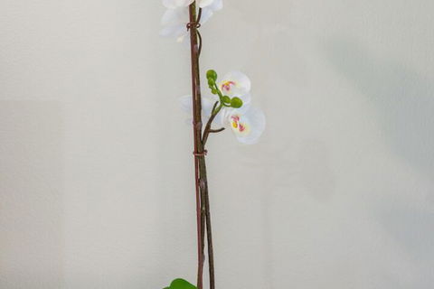 Tranquility Chill At Palm Cove - Accommodation Cooktown 2