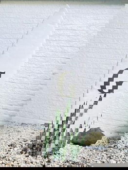 Greenmount Beach House - Accommodation Cooktown 2