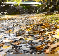 Cradle Forest Inn - Accommodation Cooktown