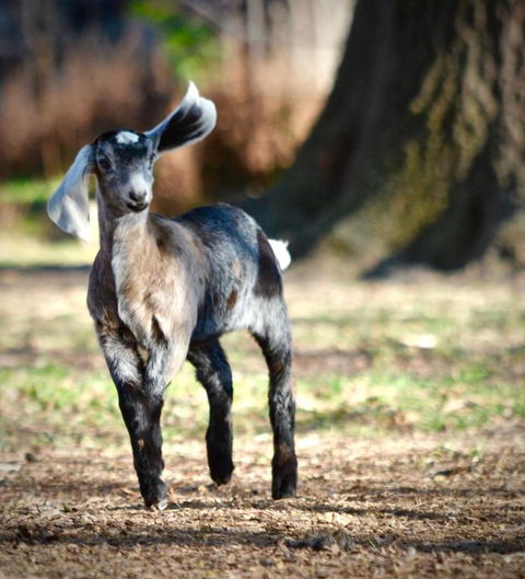Alexandra Farmstay - Accommodation Cooktown 5