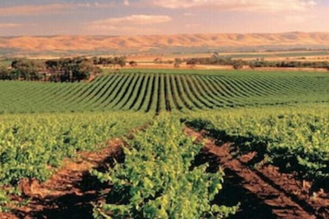 McLaren Vale Backpackers - Accommodation Cooktown 5