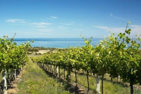 McLaren Vale Backpackers - Accommodation Cooktown 6