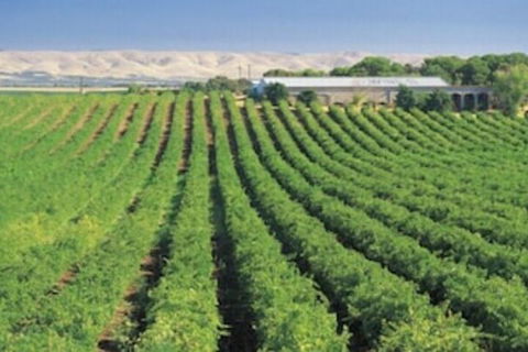 McLaren Vale Backpackers - Accommodation Cooktown 4