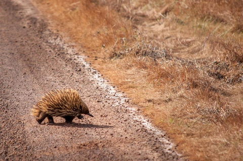 Admirals Inn - Accommodation Cooktown 6