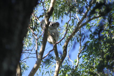 Forster Holiday Apartment - Accommodation Cooktown 6
