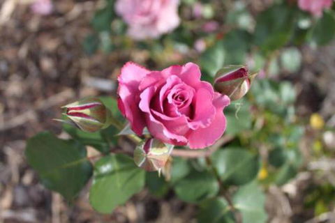 Alpine Aspects - Accommodation Cooktown 3