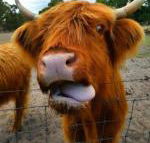 Nutcrackers Lodge - Accommodation Cooktown