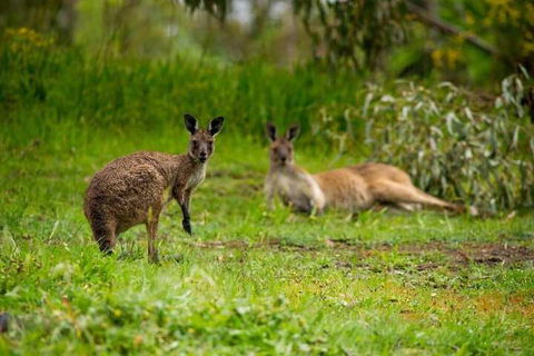 The Stirling Golf Club - Accommodation Cooktown 2