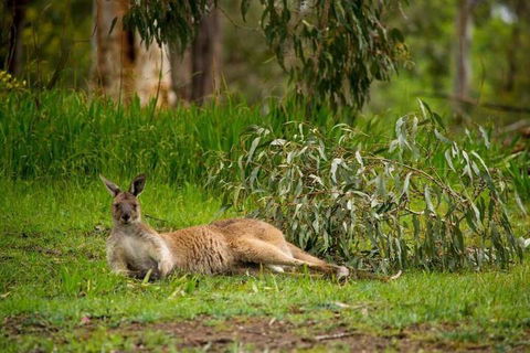 The Stirling Golf Club - Accommodation Cooktown 1