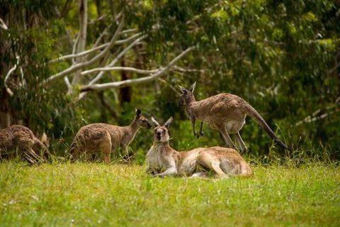 The Stirling Golf Club - Accommodation Cooktown 3