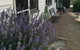 Walnut Cottage - thumb 0