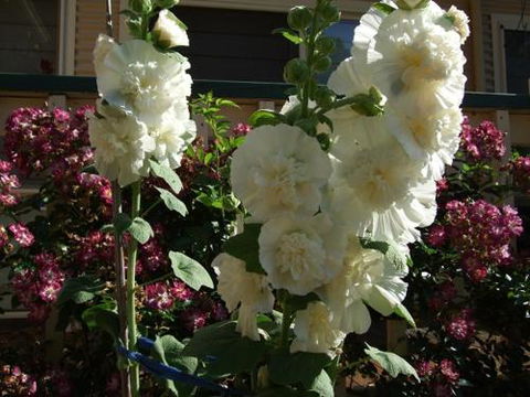 Nannup Riverview Cottage - Accommodation Cooktown 2