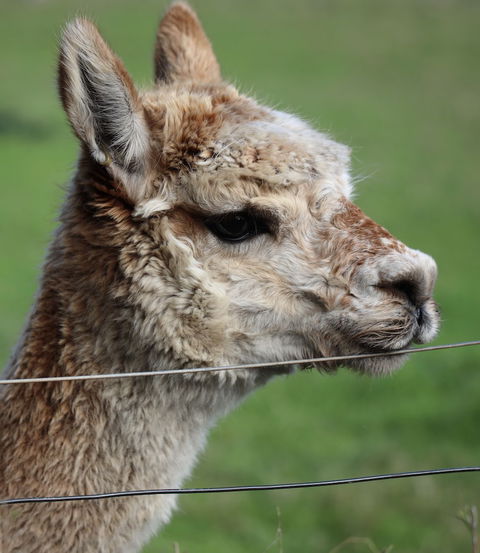 Cherry Plum Cottages - Accommodation Cooktown 3