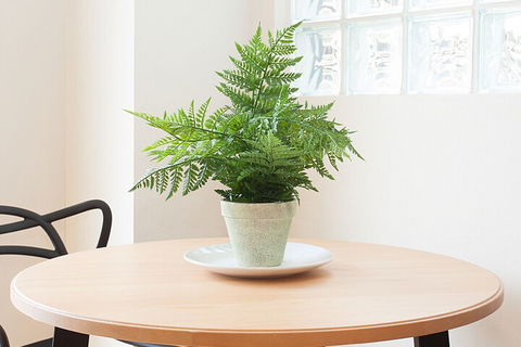 Urban Rest The Brumby - Accommodation Cooktown 2