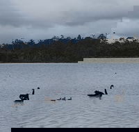 Lake Yalleena Nature Retreat - Accommodation Cooktown