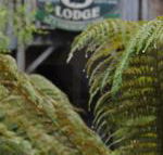 The Wombat Cottage - Accommodation Cooktown