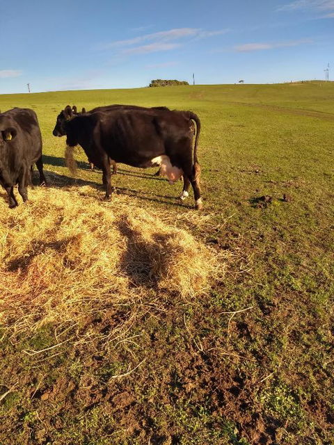 Pink Gums Farmstay - Accommodation Cooktown 5