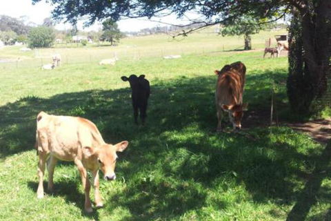 Appin Homestay B & B - Accommodation Cooktown 2