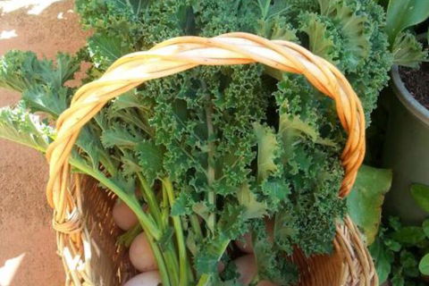 Appin Homestay B & B - Accommodation Cooktown 4