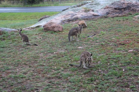 Zuny Yurt - Accommodation Cooktown 3