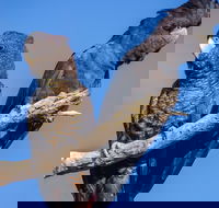 Bussells Bushland Cottages - Accommodation Cooktown