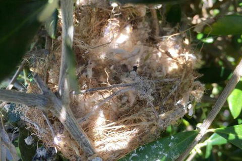 Aggies Bed & Breakfast - Accommodation Cooktown 2