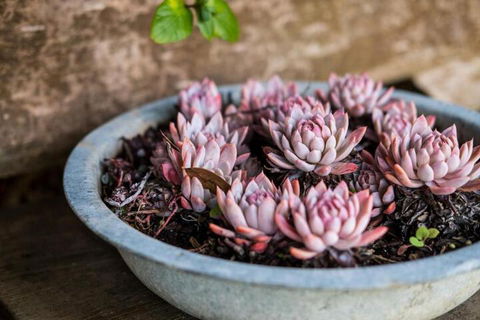 Aggies Bed & Breakfast - Accommodation Cooktown 3