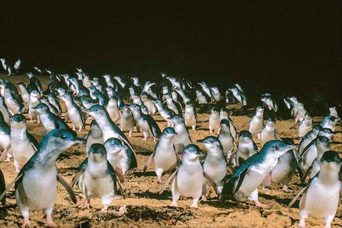 Affinity On Killara - Accommodation Cooktown 1